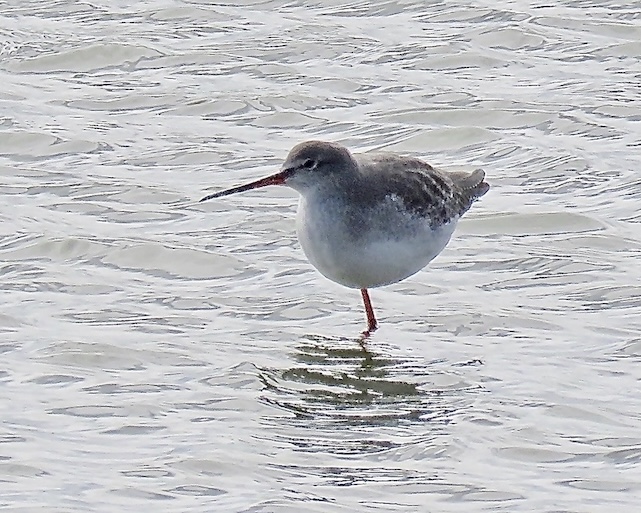 spotted redshank
